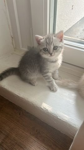 Bkh Kitten