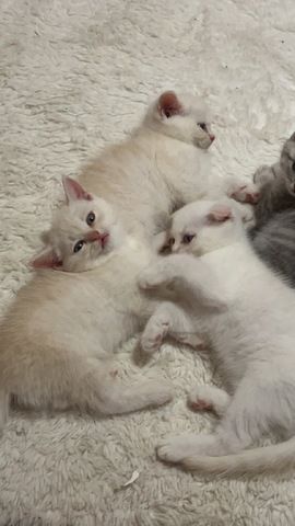 Bkh Kitten