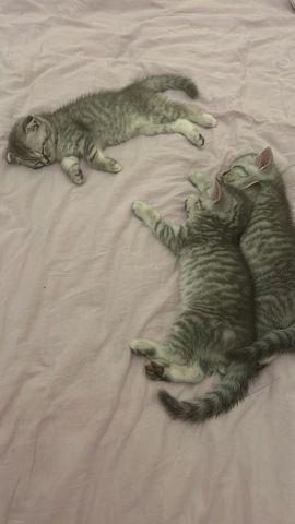 Bkh Kitten