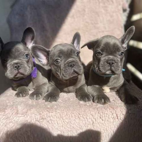 Französische Bulldogge Welpen sucht seine Familie