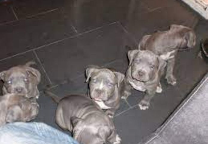 Super American Staffordshire Welpen Blue Line
