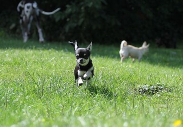 Superkleine Erhältlich Mini-Chihuahua-Welpen (Langhaar und. Kurzhaar