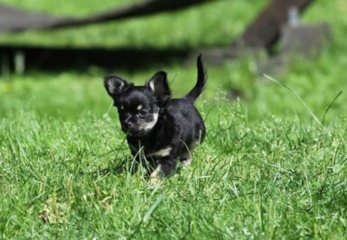 Superkleine Erhältlich Mini-Chihuahua-Welpen (Langhaar und. Kurzhaar