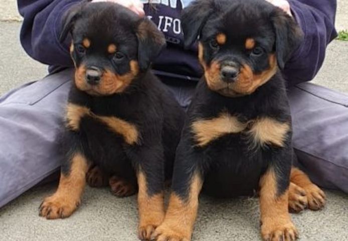 Reinrassiges Rottweiler welpen