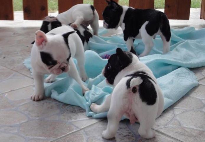 Exclusive Französische Bulldogge, Welpen