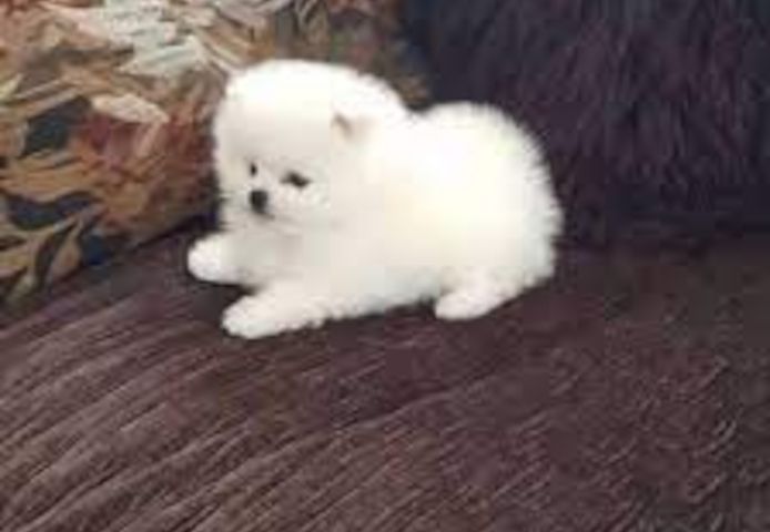 Zwergspitz Pomeranian Welpen mit VDH Papieren