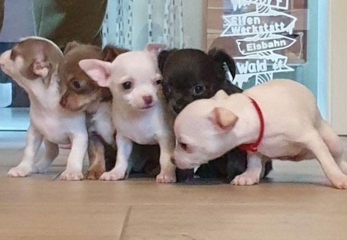 Süsse Chihuahua Welpen