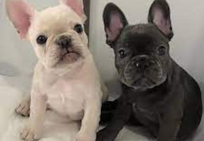Exclusive Französische Bulldogge, Welpen