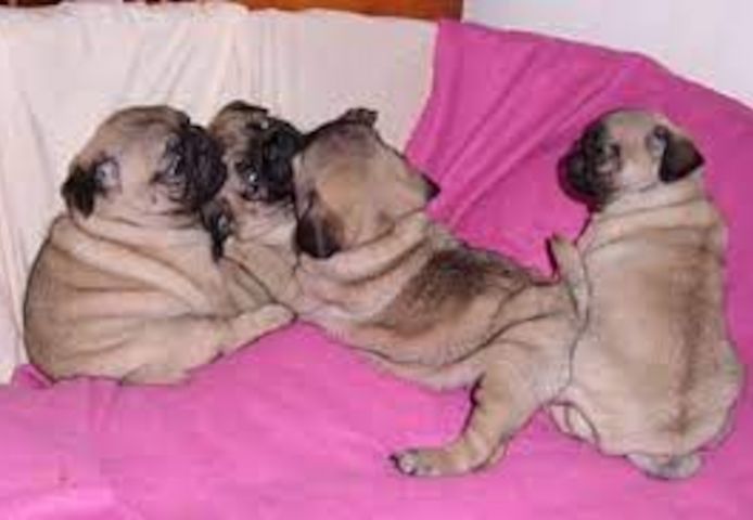 Traumhaft Mops Welpen (Papieren)