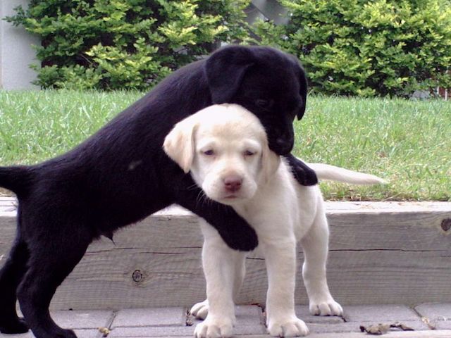 Reinrassige Labradorwelpen mit Ahnentafel.