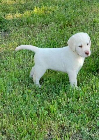 Reinrassige Labradorwelpen mit Ahnentafel.