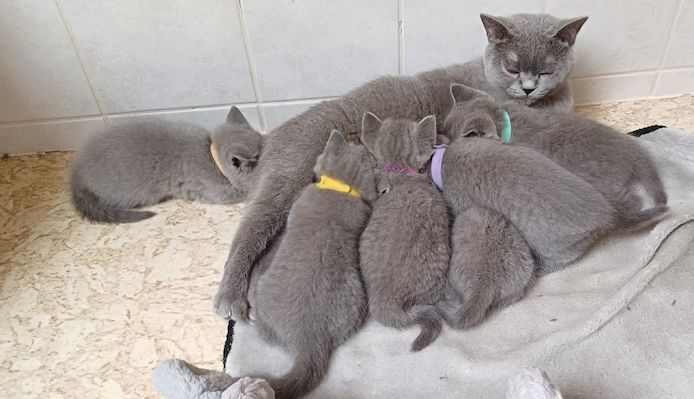 Aus Hobbyzucht noch 3 wunderschöne BKH-Katerchen