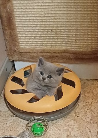 Aus Hobbyzucht noch 3 wunderschöne BKH-Katerchen