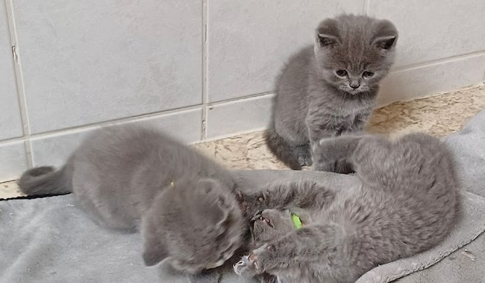 Aus Hobbyzucht noch 3 wunderschöne BKH-Katerchen