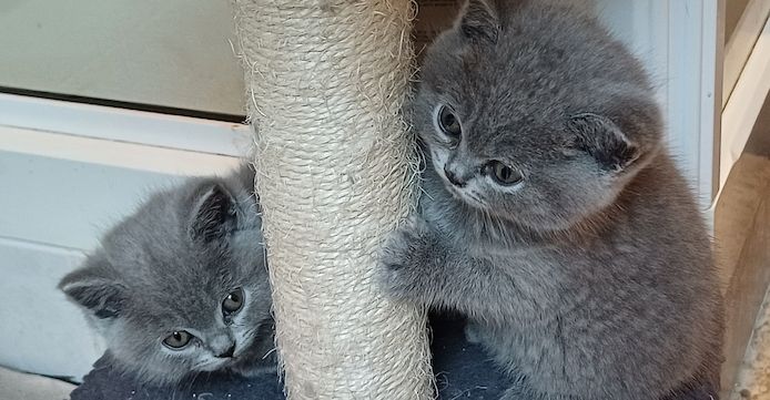 Aus Hobbyzucht noch 3 wunderschöne BKH-Katerchen