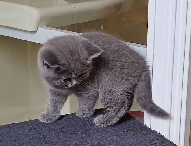 Aus Hobbyzucht noch 3 wunderschöne BKH-Katerchen