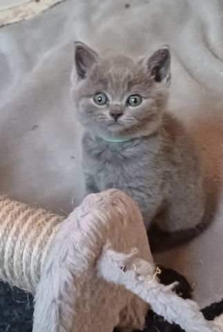 Aus Hobbyzucht noch 3 wunderschöne BKH-Katerchen