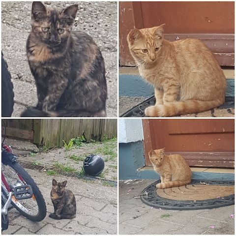 Junge Katzen