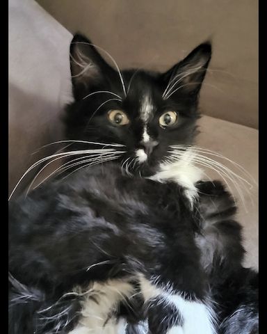 Sibirische Waldkatze