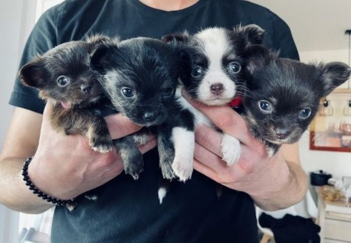 Chihuahua in liebevolle Hände abzugeben.