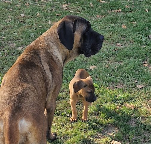 Cane Corso Welpen