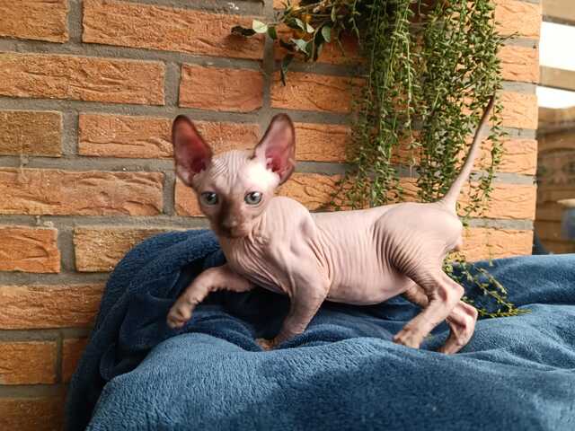 Kanadischen Sphynx-Kätzchen-Baby´s
