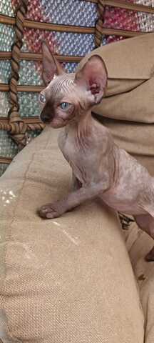 Kanadischen Sphynx-Kätzchen-Baby´s