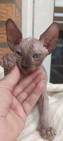 Kanadischen Sphynx-Kätzchen-Baby´s