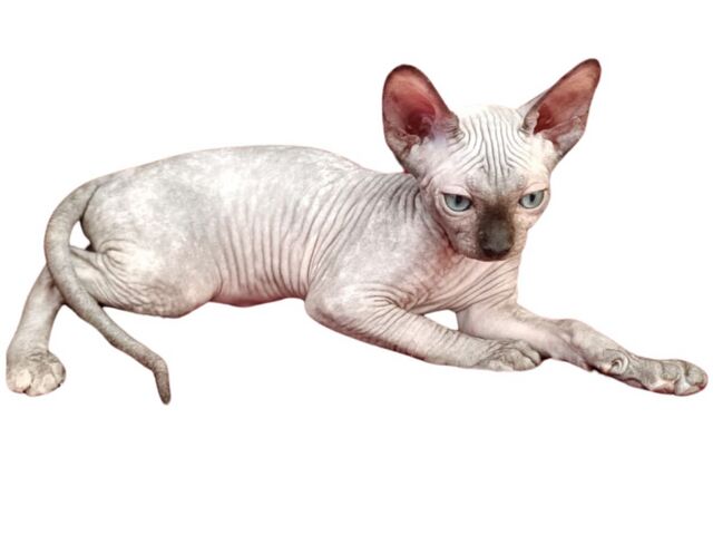 Kanadischen Sphynx-Kätzchen-Baby´s