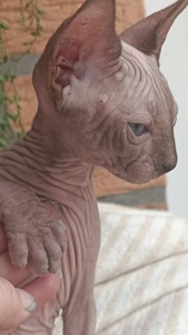 Kanadischen Sphynx-Kätzchen-Baby´s