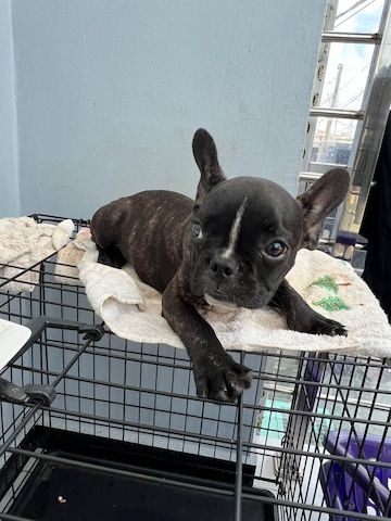 Zwei französische Bulldoggen, 9 Wochen alt, zur Adoption