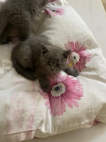 Bkh katze