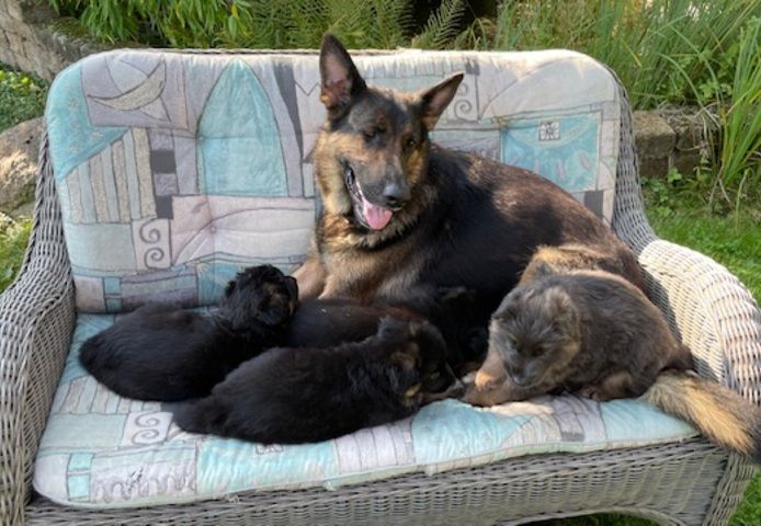 Deutsche Reinrassige Schäferhund Welpen mit geradem Rücken