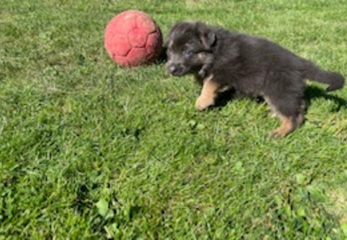 Deutsche Reinrassige Schäferhund Welpen mit geradem Rücken
