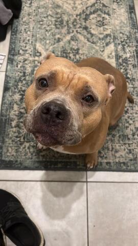 American Bulldog Hündin