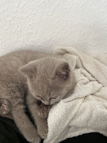 Bkh Katze