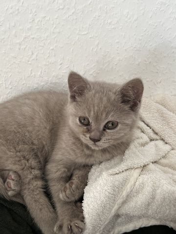 Bkh Katze