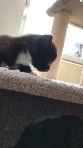 Kitten