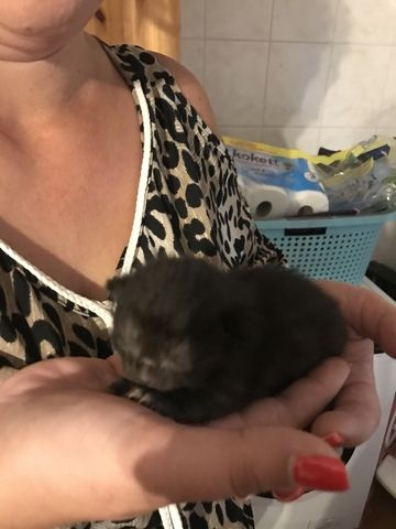 Kitten