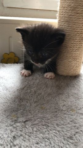 Kitten