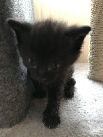 Kitten