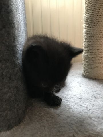 Kitten
