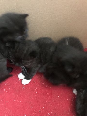 Kitten
