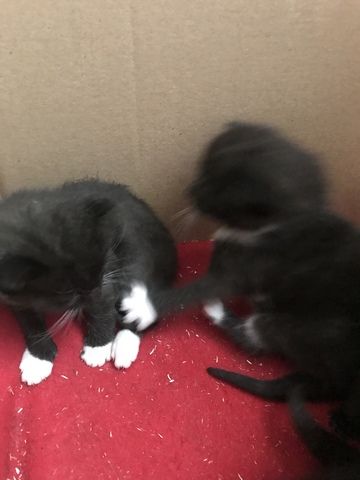 Kitten