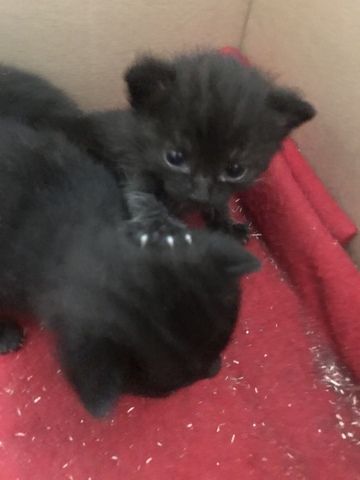 Kitten