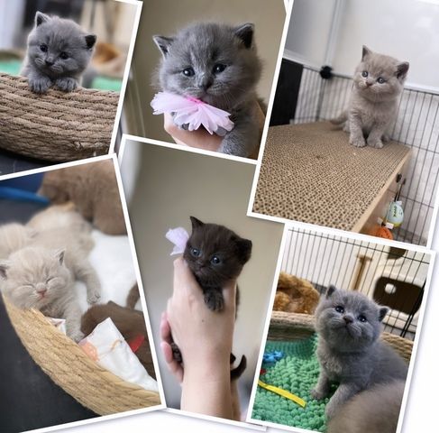 Reinrassige BKH Kitten