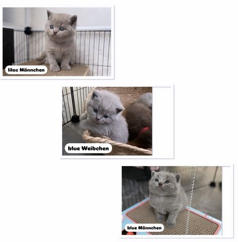 Reinrassige BKH Kitten