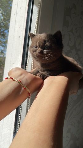 Reinrassige BKH Kitten