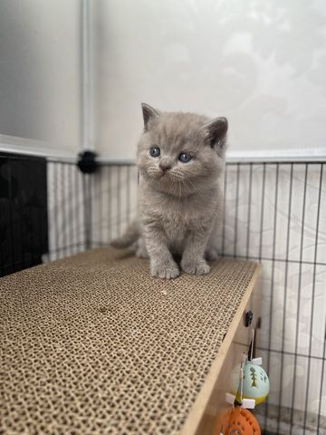 Reinrassige BKH Kitten
