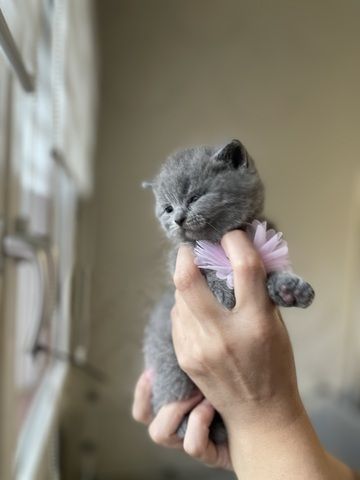 Reinrassige BKH Kitten